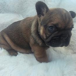 Bear - Fawn male French Bulldog puppy in Terrebonne, Oregon from Scherners Frenchie Frenz