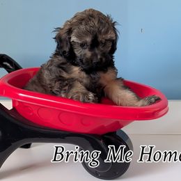 Blue Boy - Brindle male Shihpoo puppy in Rockledge, Florida from Stormie's Doodles
