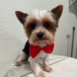 Papi - Yorkshire Terrier