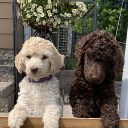 Poodle Puppies from Poodle Sense