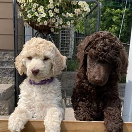 Poodle Puppies from Poodle Sense