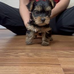 Yorkshire Terrier Puppies from Russell Puppies