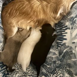 Chihuahua Puppies from Wild Mountain Chihuahuas