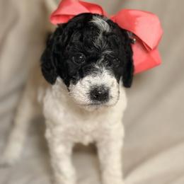 Belle - Parti female Goldendoodle puppy in Saint Louis, Missouri from Jax Doodles