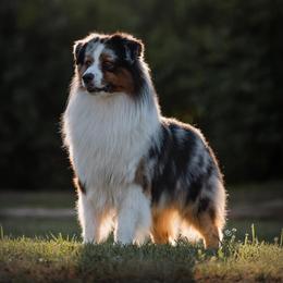 Blizzard - Australian Shepherd