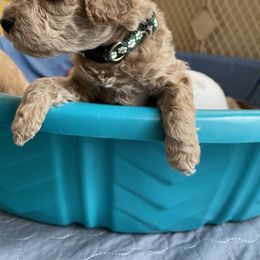 Goldendoodle Puppies from Angel’s Goldendoodle Pups