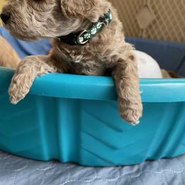 Goldendoodle Puppies from Angel’s Goldendoodle Pups