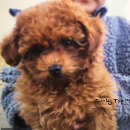 Poodle Puppies from Curly Top Poodles