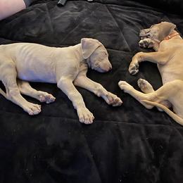 Great Dane Puppies from Starlight Danes