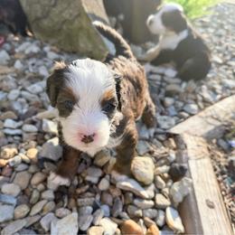 Salvy - Blue merle male Bernedoodle puppy in Wamego, Kansas from Doodles of Oz
