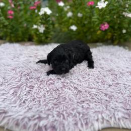 Patsy - Black female Cavapoo puppy in Thorndale, Texas from Hattie’s Texas Cavapoos