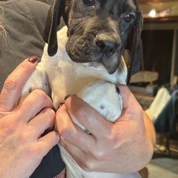 Bebe - Black and white Pointer puppy in Manhattan, Illinois from Monarch Pointers & Cockers
