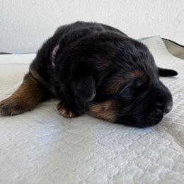 Boy 1 - male German Shepherd puppy in Perris, California from Aguilera's Puppies