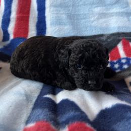 Nala - Black female Poodle puppy in Mayville, Michigan from Kathy Maize