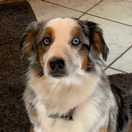 Cookie - Miniature Australian Shepherd