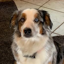 Cookie - Miniature Australian Shepherd