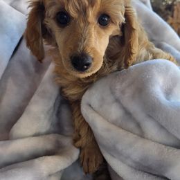 Poodle Puppies from Belvedere Poodles