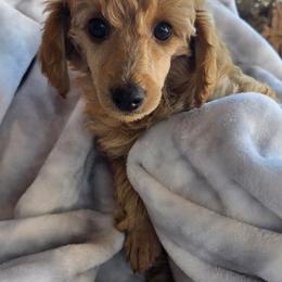 Poodle Puppies from Belvedere Poodles