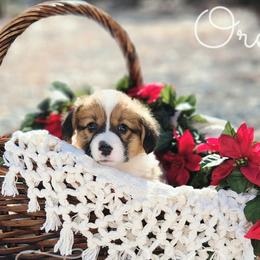 Oreo - Red American Corgi puppy in Cameron, North Carolina from Butts Family Corgis