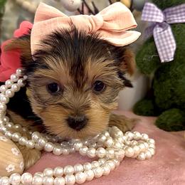 Yorkshire Terrier Puppies from Prims Puppies LLC