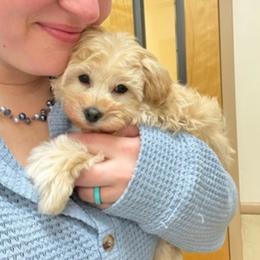 Bella - Champagne female Maltipoo puppy in Litchfield, Connecticut from Gracie Doodles CT