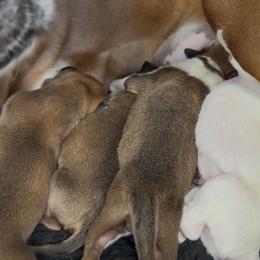 Boxer puppies from The Bakery