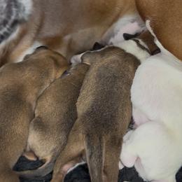 Boxer puppies from The Bakery