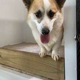 Angus - Pembroke Welsh Corgi