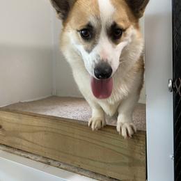 Angus - Pembroke Welsh Corgi