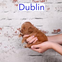 Dublin - Red  male Goldendoodle puppy in Calhoun, Georgia from Happy Top Doodles