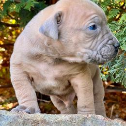 MICHELANGELO - Fawn male Boerboel puppy in Pennsylvania from Cold River Boerboels