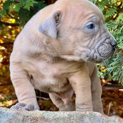 MICHELANGELO - Fawn male Boerboel puppy in Pennsylvania from Cold River Boerboels