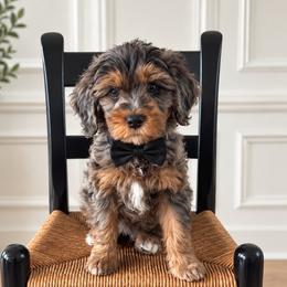 Dune - Phantom male Goldendoodle puppy in Midlothian, Virginia from RVA DOODLES, LLC