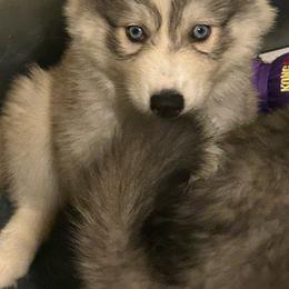Sable blue male - Sable and white male Siberian Husky puppy in Wheeling, West Virginia from Powells Huskies