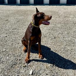 Mazey - Red and rust female Doberman Pinscher puppy in Aplington, Iowa from Royal Dynasty Dobermann Kennel