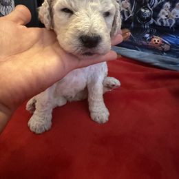 Poodle Puppies from Austin poodles