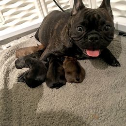 French Bulldog Puppies from Elite Frenchies of NC