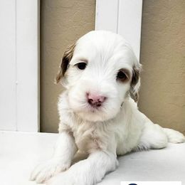 Curry - Parti male Goldendoodle puppy in Peoria, Arizona from Cactus Doods