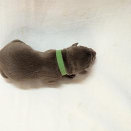 Dilute Retriever and Labrador Retriever Puppies from LC Hunting Labs, LLC.