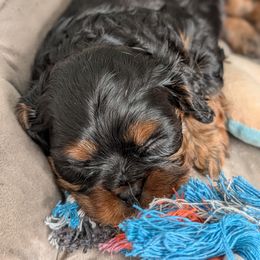 Cavalier King Charles Spaniel Puppies from The Kings Cavaliers