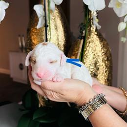 Blue - Parti male Goldendoodle puppy in Miami, Florida from GoldStar Doodles USA