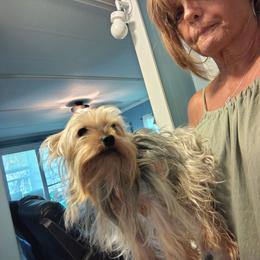 Rhadae-krishna - Blue and gold female Yorkshire Terrier puppy in Ocala, Florida from Jaydas pawsome paws