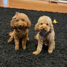 Poodle Puppies from CashEuro Poodles