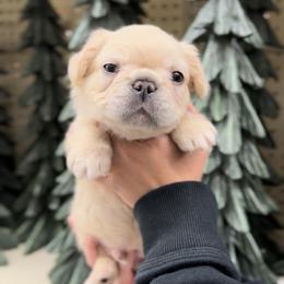 Pax Dresser - Cream male French Bulldog puppy in Cedar Hill, Texas from Puppy Paper House