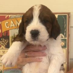 Mr Darcy - Brown and white Saint Berdoodle puppy in Placerville, California from Country Manor Saint Berdoodles