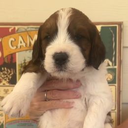Mr Darcy - Brown and white Saint Berdoodle puppy in Placerville, California from Country Manor Saint Berdoodles