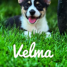 Velma - Black and tan female Pembroke Welsh Corgi puppy in Richmond, Michigan from Burn 3 Farms