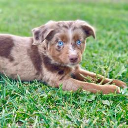 Sweetie Pie - Red merle female Toy Australian Shepherd puppy in Lincoln, California from Country Dreams Mini Aussies