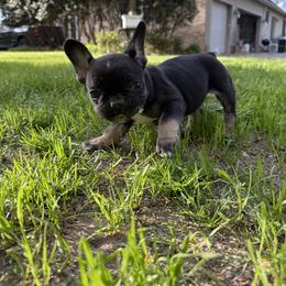 French Bulldog Puppies from Black Water Frenchies