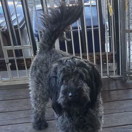 Milli - Goldendoodle